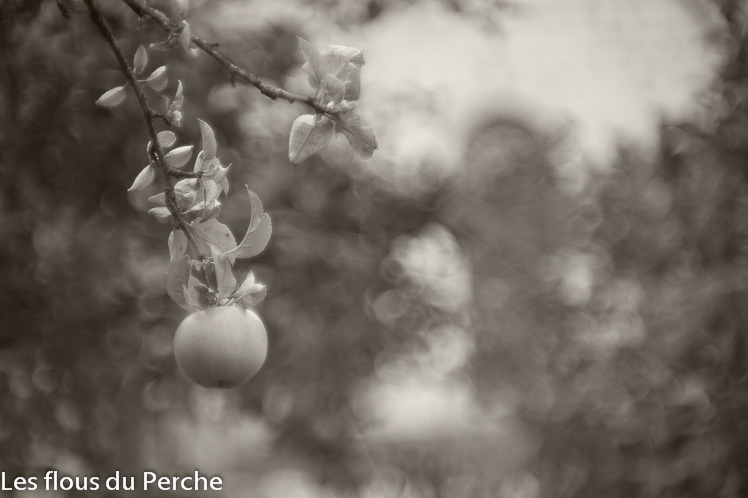 Pomme dans le verger de l'école militaire de Thiron-Gardais